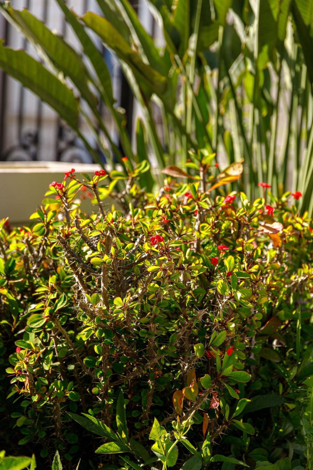 Creta Elena Aparthotel Chania  ภายนอก รูปภาพ